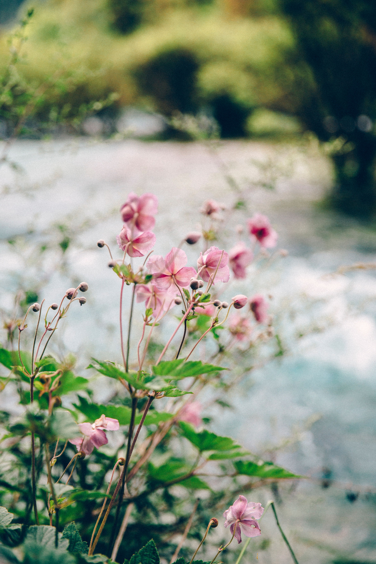 Pink Japanese anemone flowers blooming along a riverbank